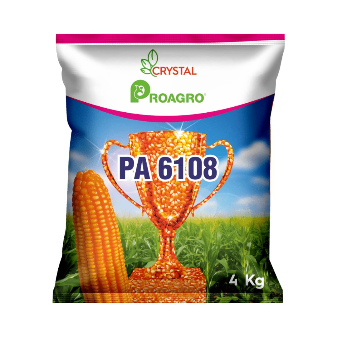 PA 6108 Maize Seeds