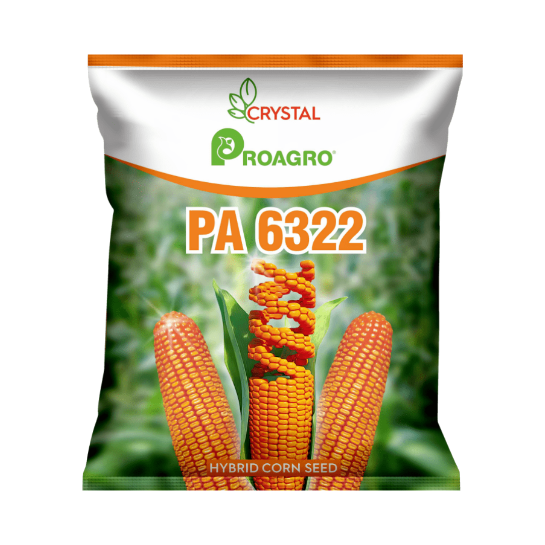 PA 6322 Maize Seeds - Crystal | F1 Hybrid | Buy Online at Best Price