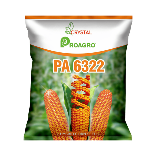 PA 6322 Maize Seeds - Crystal | F1 Hybrid | Buy Online at Best Price