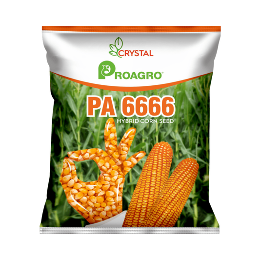 PA 6666 Maize Seeds