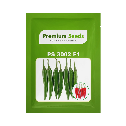 PS 3002 Chilli Seeds - Premium Seeds | F1 Hybrid | Buy Online at Best Price