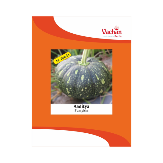 Aaditya Pumpkin Seeds - Vachan | F1 Hybrid | Buy Online Now - DesiKheti