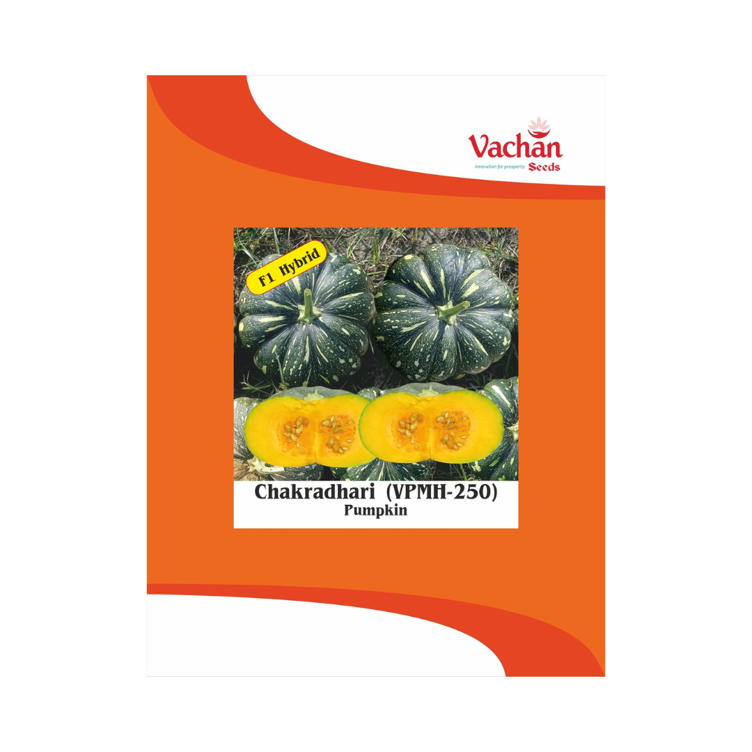 Chakradhari (VPMH-250) Pumpkin Seeds - Vachan | F1 Hybrid | Buy Online Now