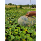 DF Abhimanyu Pumpkin Seeds - DuFlora | F1 Hybrid | Buy Online Now