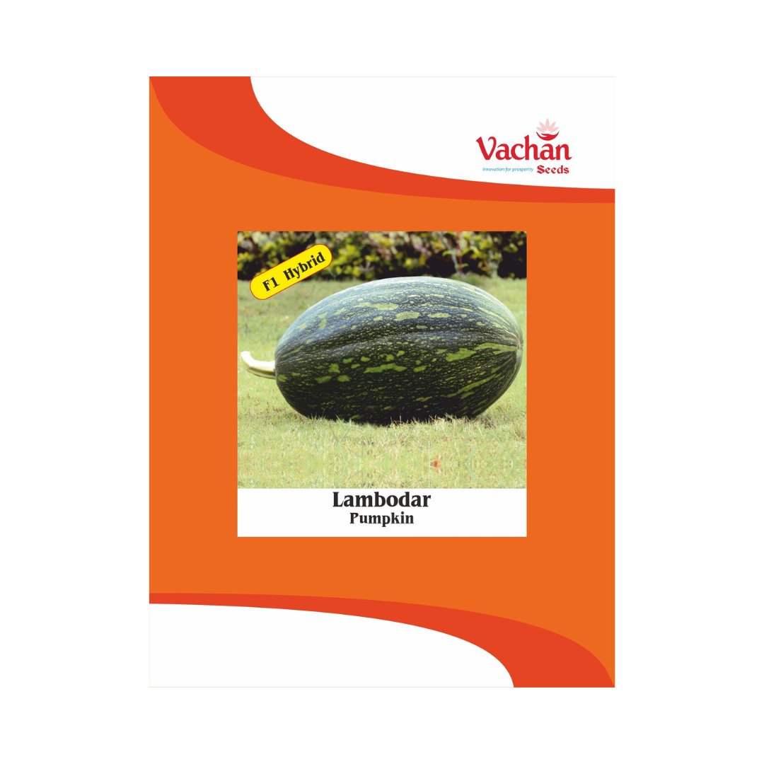 Lambodar Pumpkin Seeds - Vachan | F1 Hybrid | Buy Online Now - DesiKheti