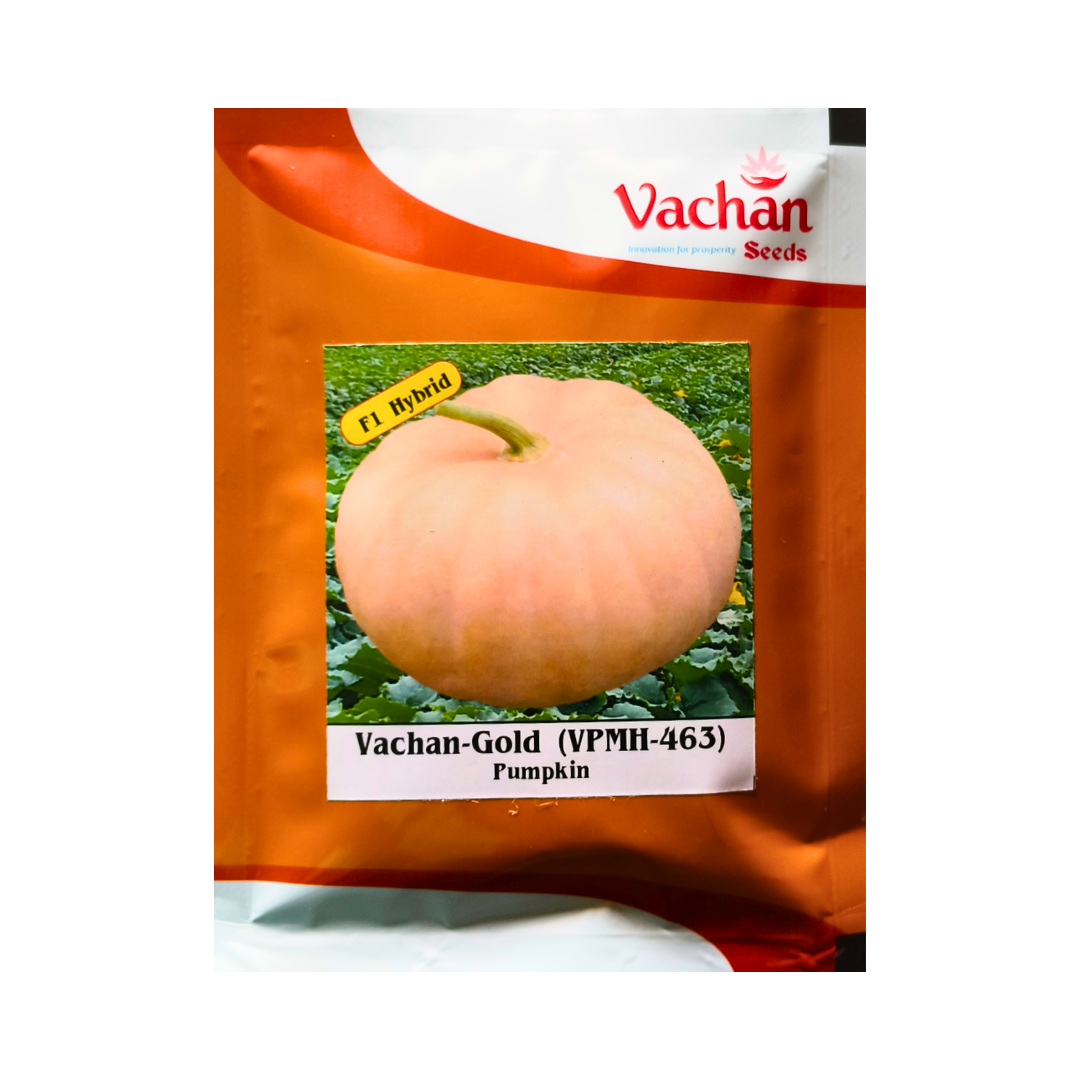 Vachan-Gold (VPMH-463) Pumpkin Seeds - Vachan | F1 Hybrid | Buy Online Now