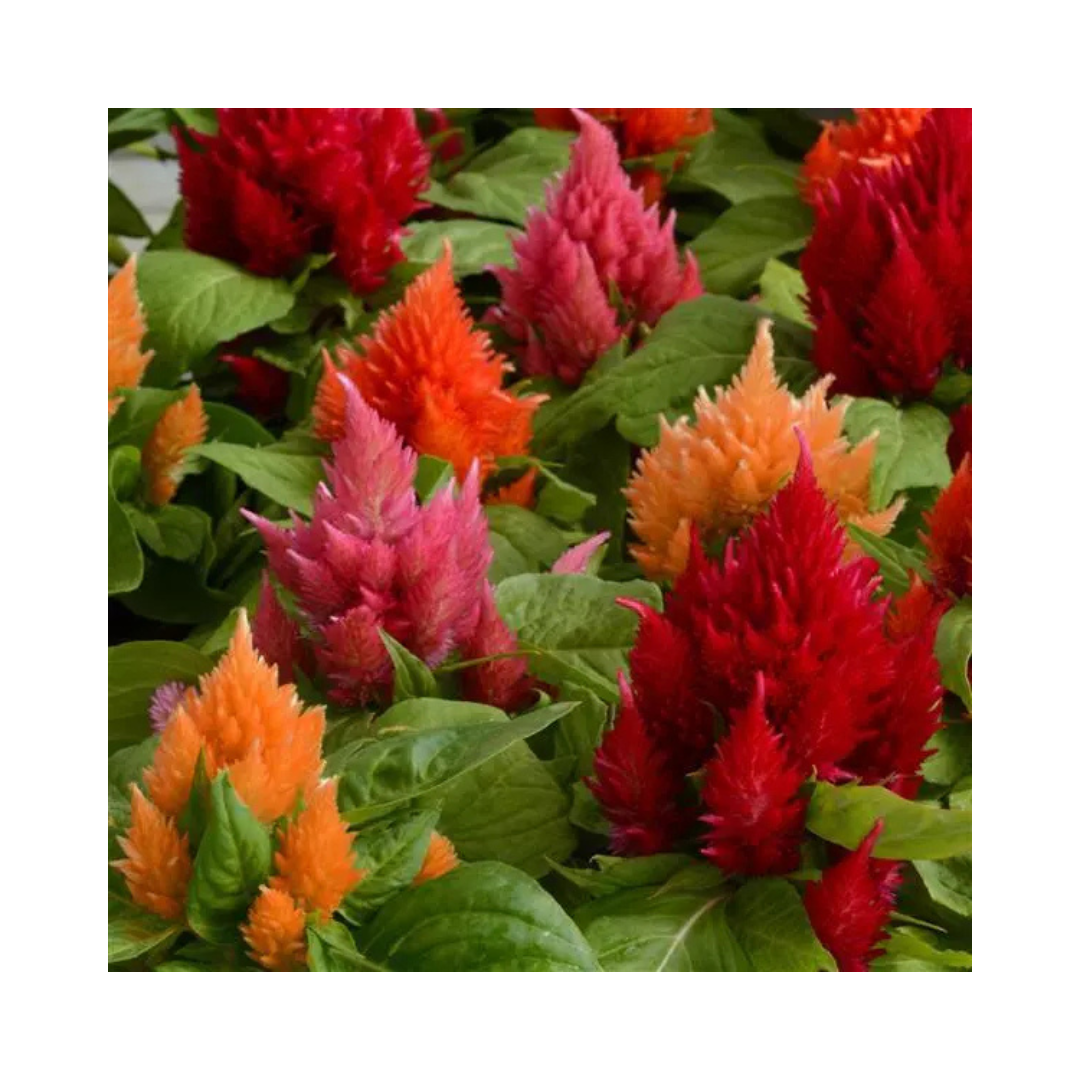 Celosia Ice Cream Mixture Seeds - PanAmerican | Buy Online Now