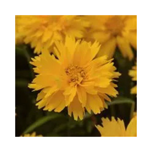 Coreopsis Double the Sun Seeds - PanAmerican | Buy Online Now