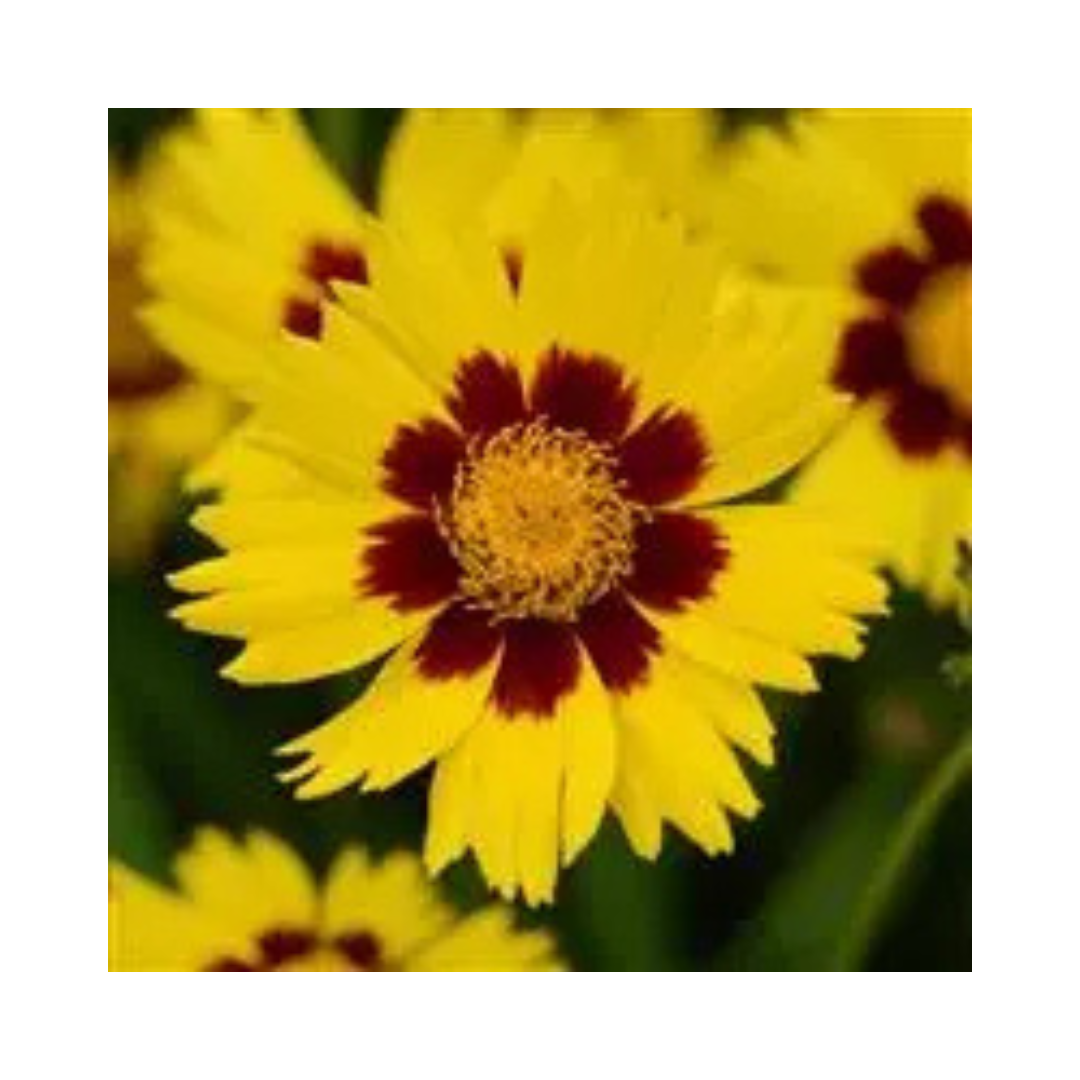 Coreopsis SunKiss Seeds - PanAmerican | Buy Online Now - Desikheti
