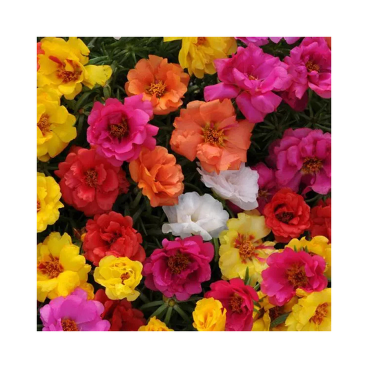 Portulaca Happy Hour Mixture Seeds - PanAmerican | Buy Online Now