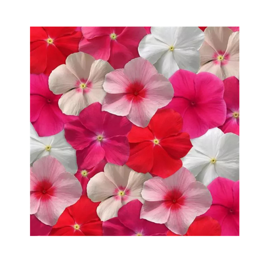 Vinca Mediterranean XP Mixture Seeds - PanAmerican | Buy Online Now
