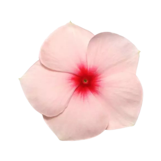 Vinca Pacifica XP Apricot Seeds - PanAmerican | Buy Online Now