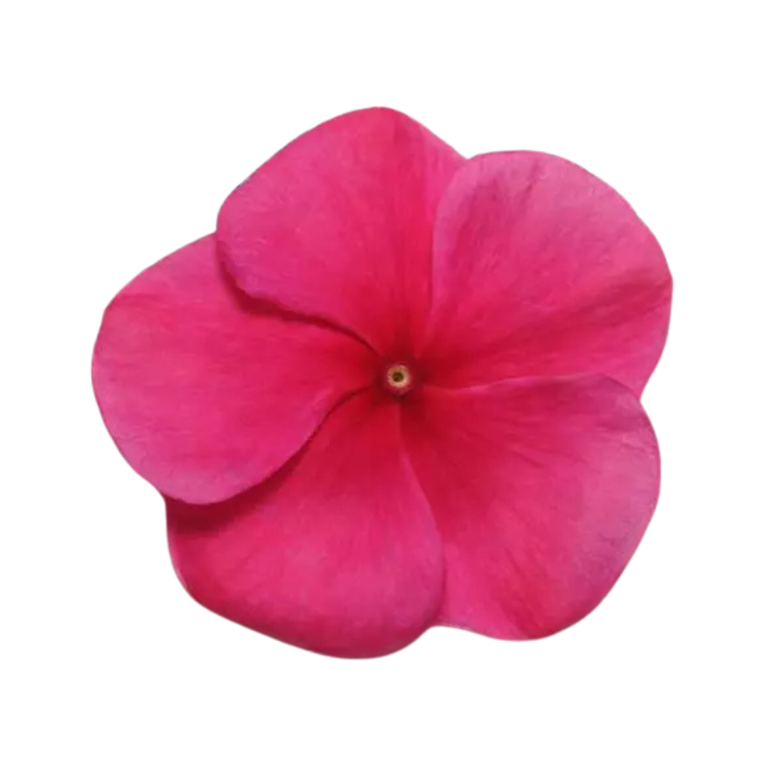 Vinca Pacifica XP Burgundy Seeds - PanAmerican | Buy Online Now