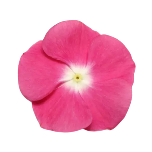 Vinca Pacifica XP Magenta Halo Seeds - PanAmerican | Buy Online Now