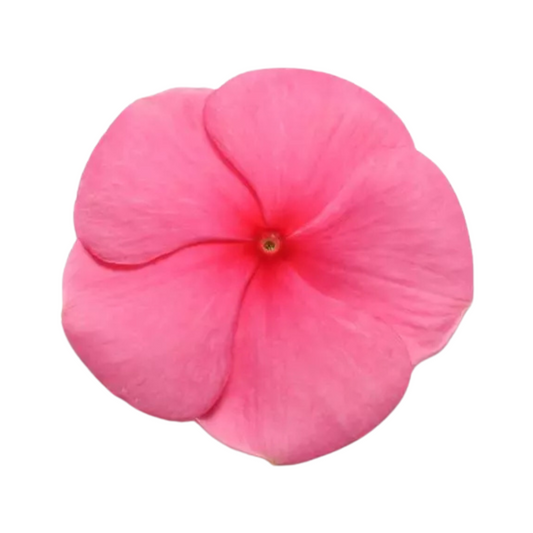 Vinca Pacifica XP Punch Seeds - PanAmerican | Buy Online Now