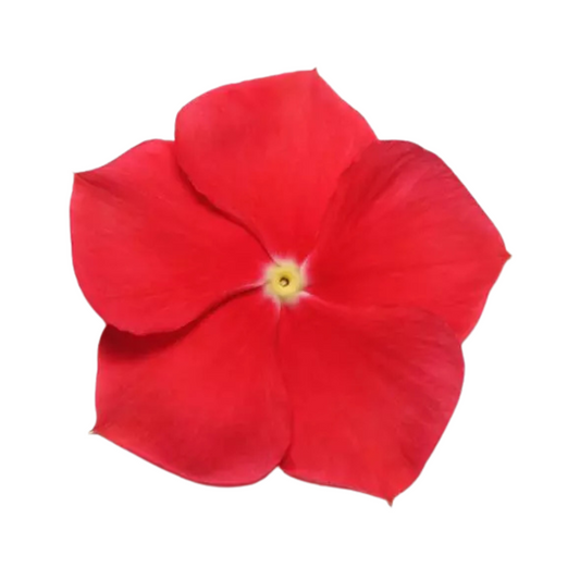 Vinca Pacifica XP Really Red Seeds - PanAmerican | Buy Online Now