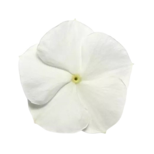 Vinca Pacifica XP White Seeds - PanAmerican | Buy Online Now