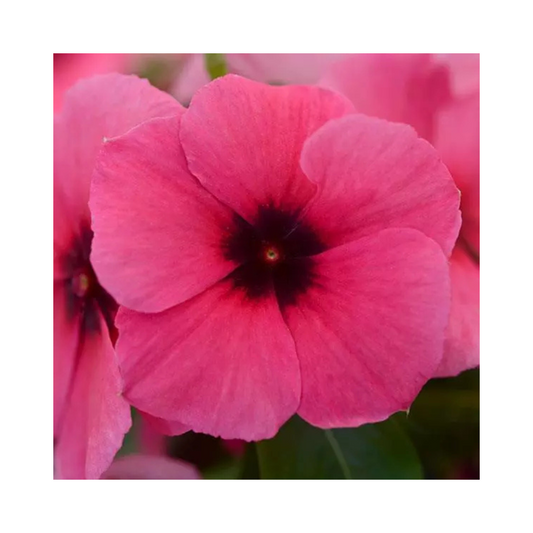 Vinca Tattoo Raspberry Seeds - PanAmerican | Buy Online Now - Desikheti