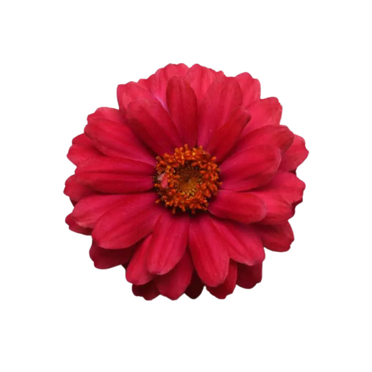 Zinnia Double Zahara Cherry Seeds - PanAmerican | Buy Online Now