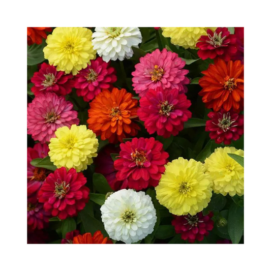 Zinnia Double Zahara Mixture Seeds - PanAmerican | Buy Online Now