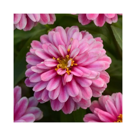 Zinnia Double Zahara Raspberry Ripple Seeds - PanAmerican | Buy Online