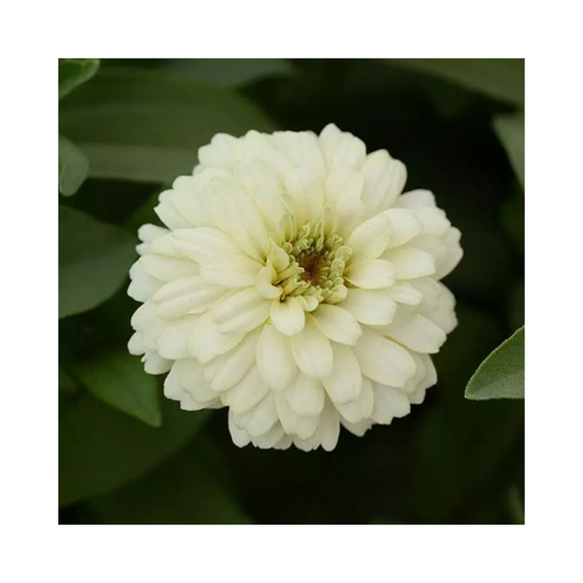 Zinnia Double Zahara White Seeds - PanAmerican | Buy Online