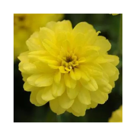Zinnia Double Zahara Yellow Seeds - PanAmerican | Buy Online