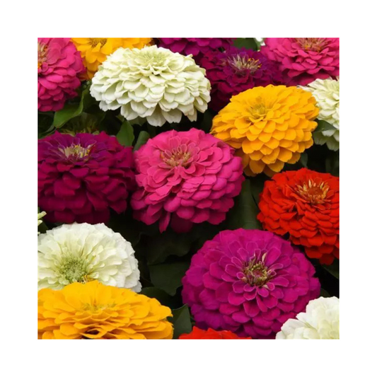 Zinnia Zesty Mixture Seeds - PanAmerican | Buy Online