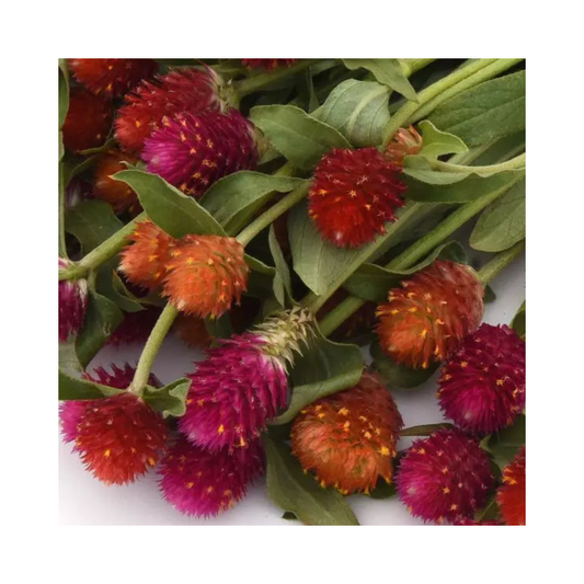 Gomphrena QIS Mixture Seeds - PanAmerican | Buy Online Now - Desikheti