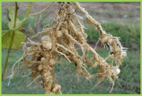 Papaya Roots Image Papaya Root-Knot Nematode | Papaya Pest | Symptoms & Control Measures ...