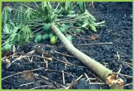 Papaya Roots Image Papaya Root Rot | Papaya Disease | Symptoms & Control Measures – Desikheti