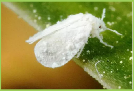 Papaya Whitefly | Papaya Pest | Symptoms & Control Measures – Desikheti