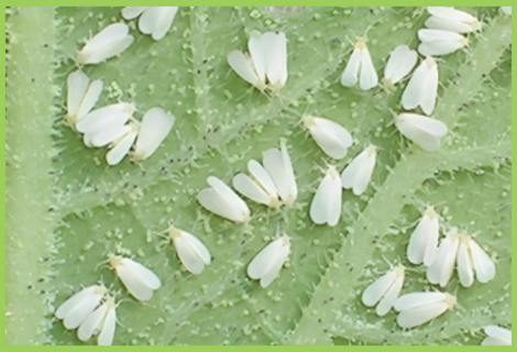 Papaya Whitefly | Papaya Pest | Symptoms & Control Measures – Desikheti
