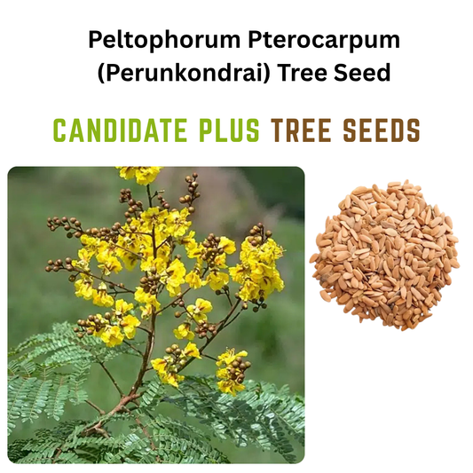 Peltophorum Pterocarpum (Perunkondrai) Tree Seeds | Buy Online Now