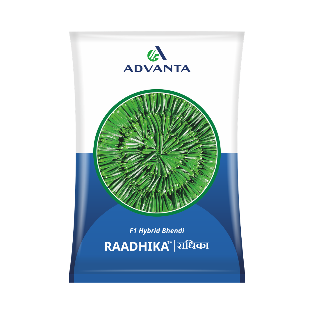 Raadhika Bhindi Seeds - Advanta | F1 Hybrid | Buy Online at Best Price