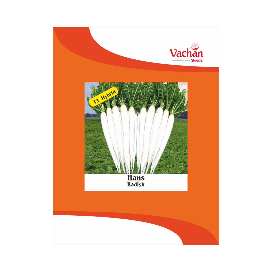 Hans Radish Seeds - Vachan | F1 Hybrid | Buy Online Now - DesiKheti