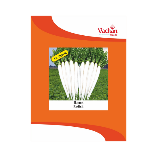 Hans Radish Seeds - Vachan | F1 Hybrid | Buy Online Now - DesiKheti