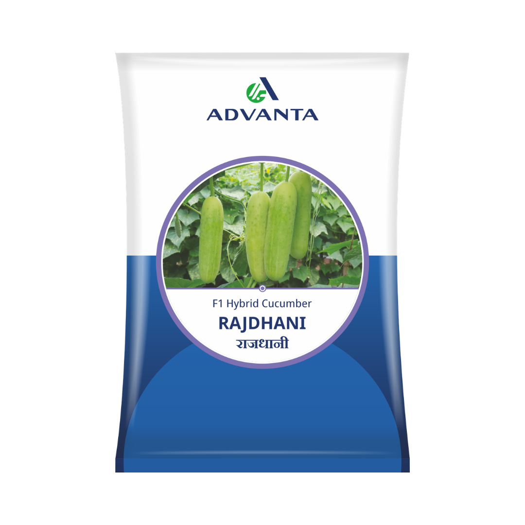 Rajdhani Cucumber Seeds - Advanta | F1 Hybrid | Buy Online at Best Price