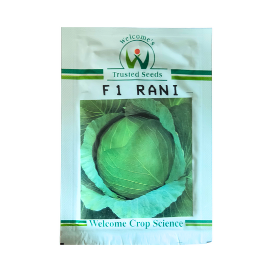Rani Cabbage Seeds - Welcome | F1 Hybrid | Buy Online at Best Price