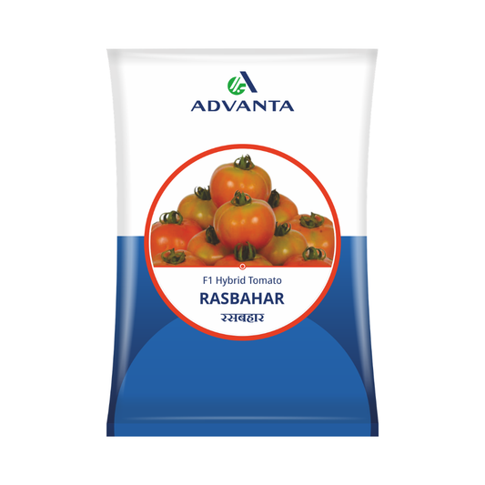 Rasbahar Tomato Seeds - Advanta | F1 Hybrid | Buy Online at Best Price
