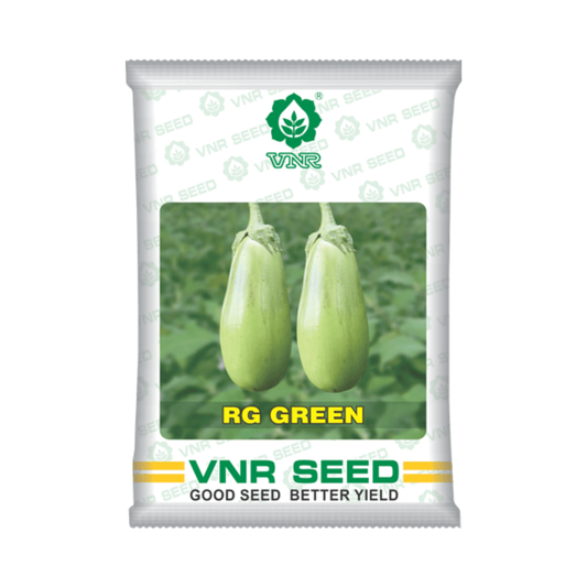 RG Green Brinjal Seeds - VNR | F1 Hybrid | Buy Online at Best Price Now