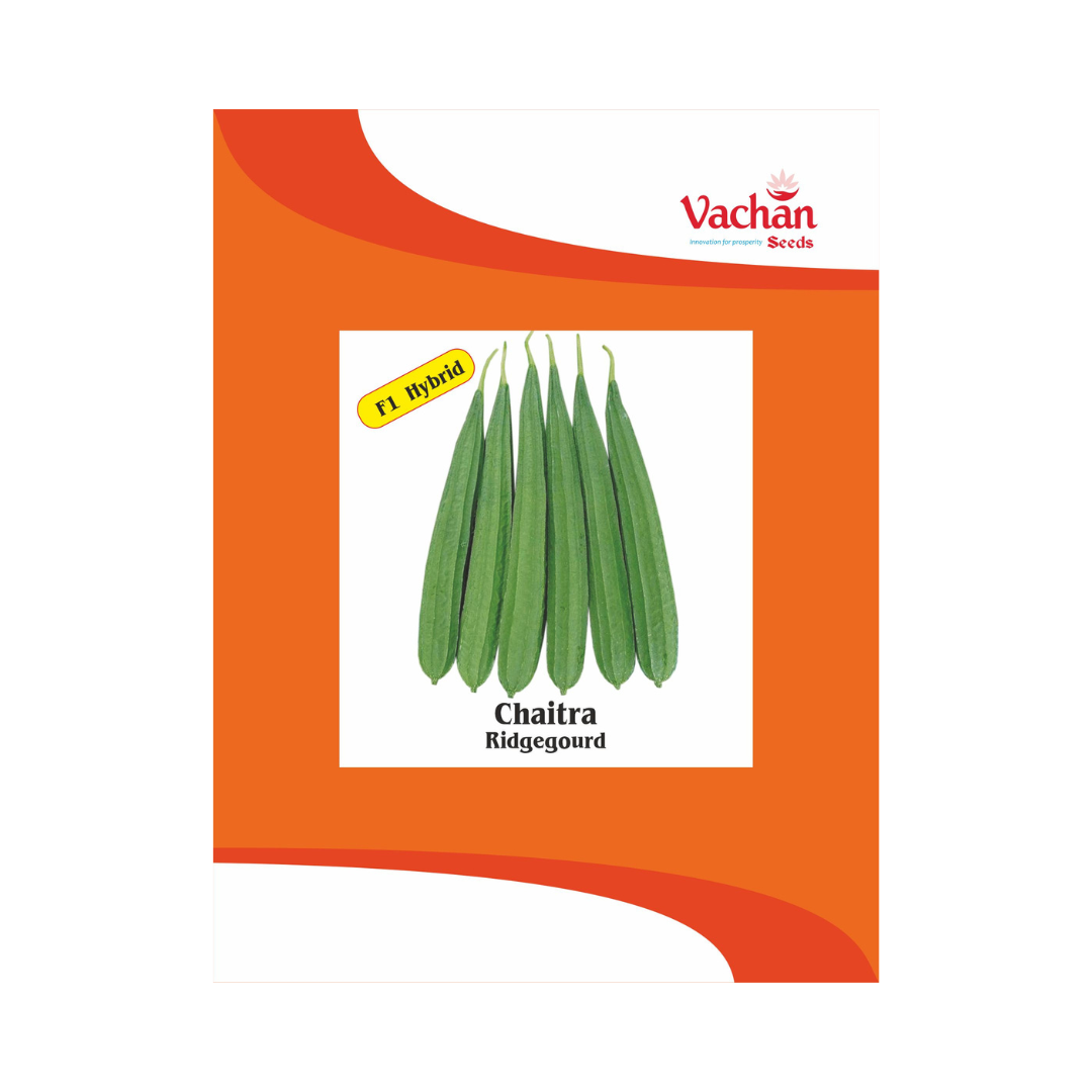 Chaitra Ridge Gourd Seeds - Vachan | F1 Hybrid | Buy Online Now - DesiKheti