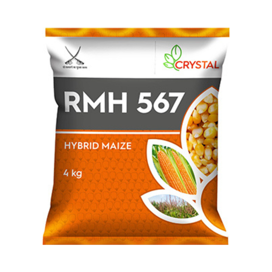 RMH 567 Maize Seeds