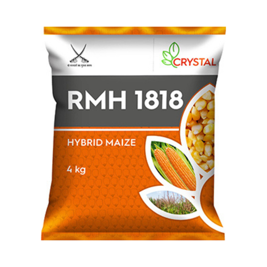 RMH 1818 Maize Seeds - Crystal | F1 Hybrid | Buy Online at Best Price
