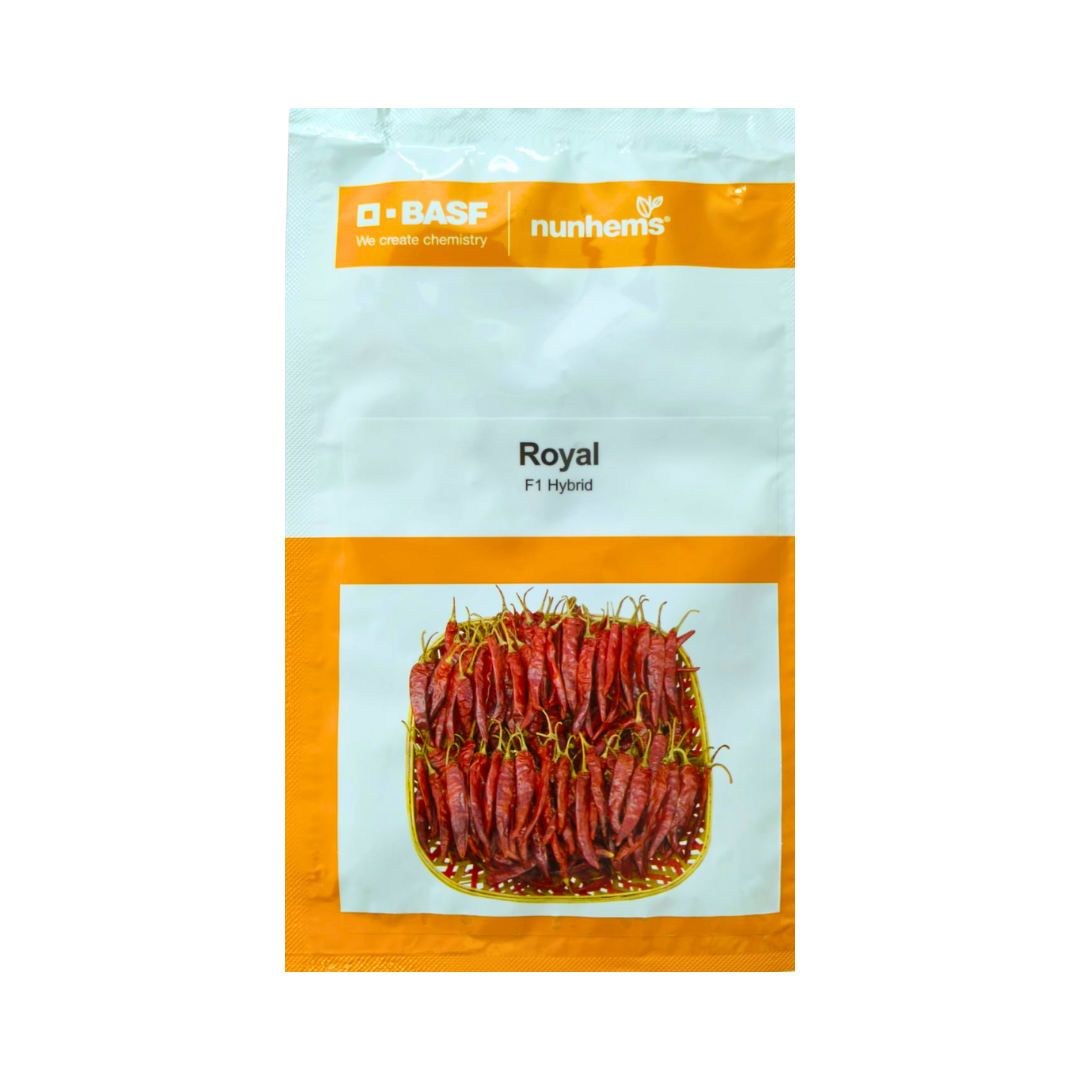 Royal Chilli Seeds - Nunhems | F1 Hybrid | Buy Online at Best Price ...