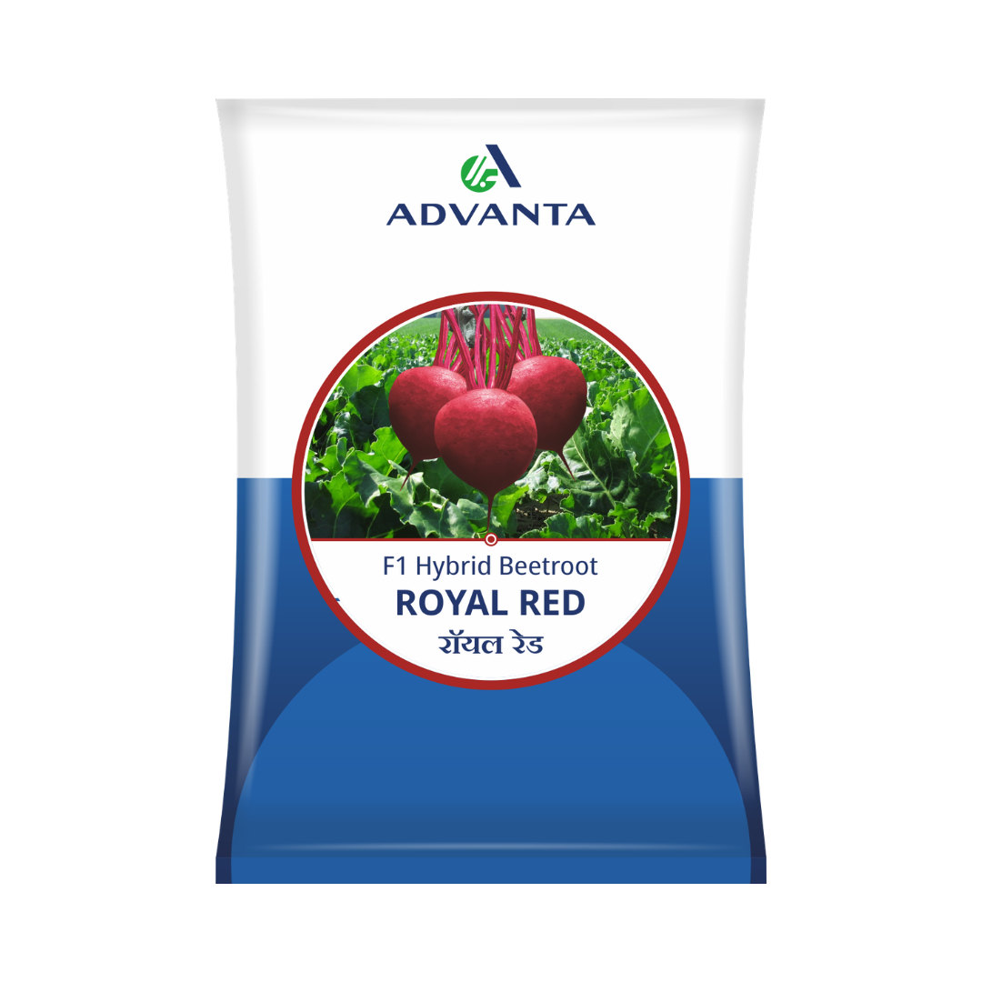 Royal Red Beetroot Seeds - Advanta | F1 Hybrid | Buy Online Now