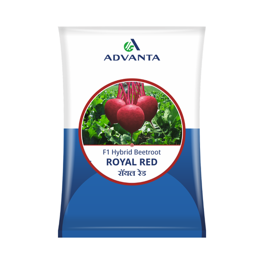 Royal Red Beetroot Seeds - Advanta | F1 Hybrid | Buy Online Now