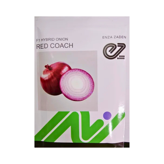 Red Coach Onion Seeds - Enza Zaden | F1 Hybrid | Buy Online - DesiKheti