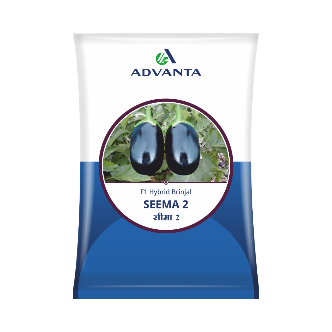 Seema 2 Brinjal Seeds - Advanta | F1 Hybrid | Buy Online at Best Price