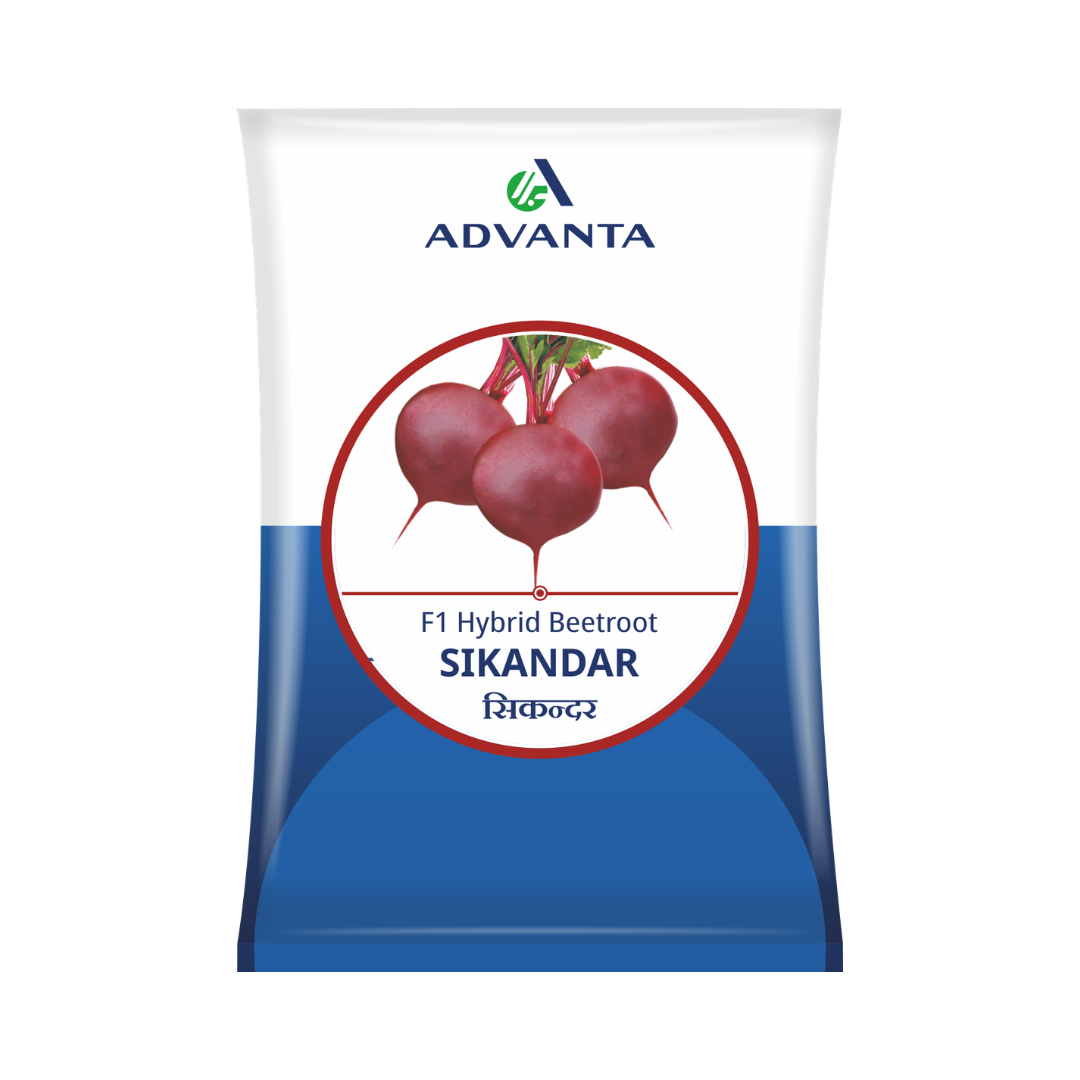 Sikandar Beetroot Seeds - Advanta | F1 Hybrid | Buy Online Now